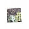 High Quality GG Blooms Wallet 408666 Black